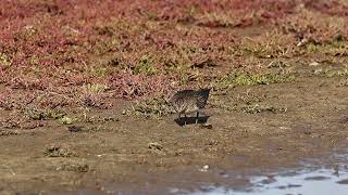 Temmincks Stint [upl. by Slaby731]