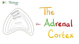 The Adrenal Cortex  Endocrine Glands  Biology Lectures [upl. by Sew922]