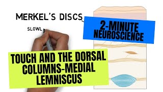 2Minute Neuroscience Touch and the Dorsal ColumnsMedial Lemniscus [upl. by Gnet85]