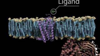 G Protein Cycle with titles [upl. by Siuluj]