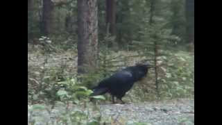 Amusing calls of a Common Raven  eigenartige Rufe eines Kolkraben [upl. by Gilbert]