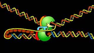 DNA replication Animation [upl. by Ku]