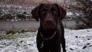 OUR CHOCOLATE LAB PUPPYS FIRST SNOW [upl. by Henghold]