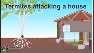 How do Termites get into a house  Brisbane  Australia [upl. by Eluj]