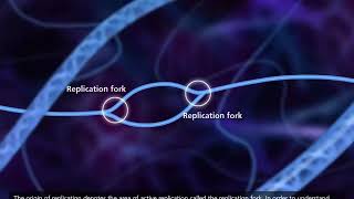 Origin of Replication  Plasmids 101 [upl. by Hayikat]