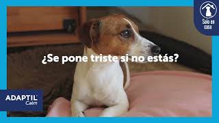 ADAPTIL ¿Tu perro se pone triste si no estás [upl. by Kcirdorb880]