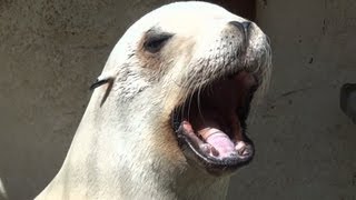 Sea Lions unique barking sounds [upl. by Roose]