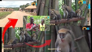 Wilders expedition to Duasidan monkey sanctuary in Bono Region in Ghana [upl. by Nilre]