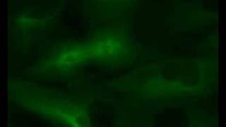 Mitosis  GFP microtubules in LLCPK1 cells [upl. by Eelytsirk]