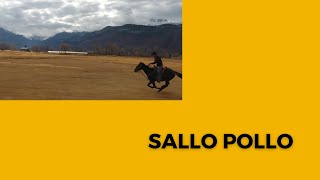 Sallo Pollo Rides a Horse [upl. by Mallory]