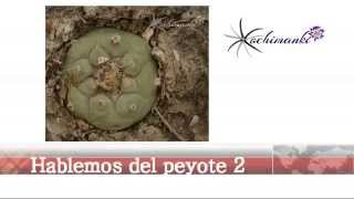 Hablemos del Peyote parte 2 [upl. by Glori]