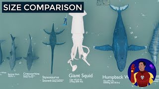 Sea Creatures Size Comparison  25D Animation [upl. by Breban]