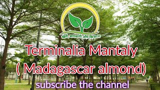 Terminalia Mantaly  Madagascar almond  KhetiBadiTV Rajesh Saini [upl. by Iralam]