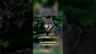 El Lobo Ibérico Rey de las Sombras en España gatos razasdegatos cat [upl. by Kciredec]