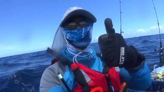 FEELFREE NOMAD KAYAK FISHING TREVALLY BONITO [upl. by Ahseya]