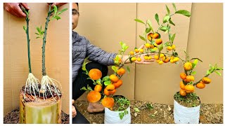 Best ideas for the garden grafting kumquat trees on 2 orange trees [upl. by Susejedesoj]