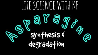 ASPARAGINE Synthesis amp DegradationVlog 18 [upl. by Kcid]