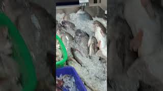 varieties of fish at Nandu shop shopshortsvideo fish love [upl. by Elwee643]