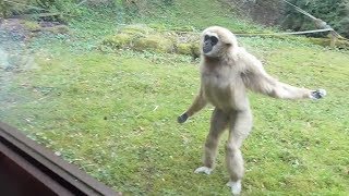 Funny Gibbon Intrigued by Guide Dog in Zoo [upl. by Ttirrej794]