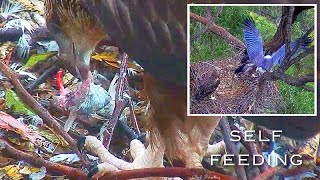 393🦅Sea Eagle Nest／SeaEagleCAM4 Live Stream [upl. by Eima]