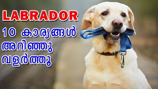 😍Labrador breed information  Dog Information amp Facts  ALL About This Popular Breed MALAYALAM [upl. by Gemmell]