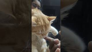 Ayo indha paithiyakara payagata😾😼youtubetrendingshorts trendingshorts funnycatvideos [upl. by Ahsoem]