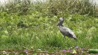 Shoebill Bird hunting and catching Fish Uganda Mabamba 2009 [upl. by Nrehtak]