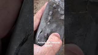 Jurrasic sea monster bones fossils fossil shells ammonite ammonites yorkshire whitby fyp [upl. by Tterrab]