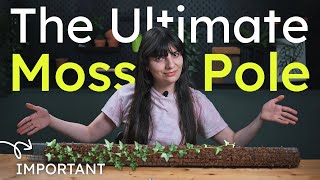 How to build better moss poles for your plants [upl. by Hoppe514]