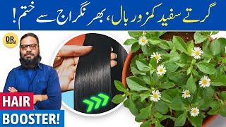 Bhringraj Ke Fayde For Hair  How Bhringraj Oil Fixes Hair Loss  Dr Ibrahim [upl. by Marelya]