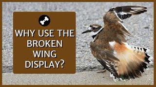 Why Killdeer Make a Broken Wing Display  Full Footage of Display and Explanation  Killdeer Call [upl. by Nednarb]