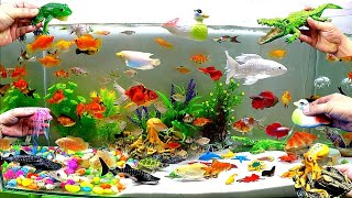 Colorful Aquarium Cute Animals Crocodile Whale Goldfish DuckOctopusFrogJellyfishCrabTurtle [upl. by Amos]