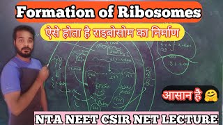 Formation of ribosome  Synthesis of ribosome  NOR  Nucleolus  Unique life sciences  Ramesh kuld [upl. by Nazus]