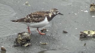 Ruddy Turnstone  Arenaria interpres  Feeding in Spring 2024 [upl. by Relyuhcs]