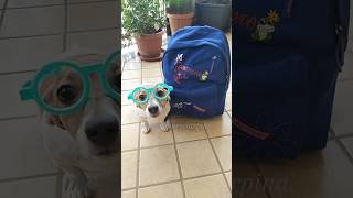 La professoressa Dinglese origini calabrese 👩🏻‍🏫pintus merybijouesciarpina jackrussell comedy [upl. by Inaja907]