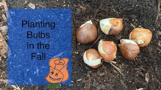 Planting bulbs in the fall How to plant bulbs in your garden [upl. by Mixam]