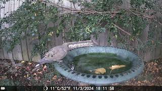 Bird Bath Wednesday birdwatchers wildlifephotography [upl. by Yslehc]