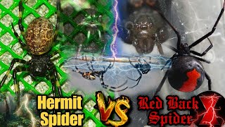 RedBack Spider Vs Hermit Spider 🔥😬 dito mo lang Mapapanuod yan 😎🔥 [upl. by Asital]