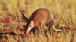 The Life and Habits of the Elusive Aardvark [upl. by Asyl]