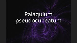 Palaquium pseudocuneatum [upl. by Arabel]