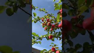 Apple Tree I Fresh Apples I Royal Gala I Apple Orchard I Home Garden [upl. by Ellenohs]