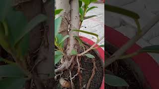 How to grow ficus Plant How to care ficus Plant  👉youtubeshorts garden fertilizer 🌱🌿🌱🌿🌸🌸 [upl. by Beverle]