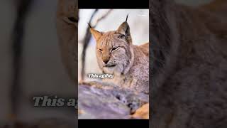 Fascinating Facts About Elusive Lynxes lynx lynxlegion animal animals factshorts shorts [upl. by Anwahsal656]