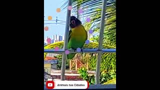 Agapornis Personatus da família dos Papagaios 🦜 AnimaisNasCidades Shorts Ave [upl. by Him292]