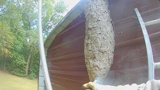 5 foot tall Hornets nest attack while its destroyed [upl. by Ibba]