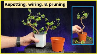 Repotting Wiring Pruning 2 cuttings portulacaria afra Bonsai bonsai repotting pruning [upl. by Leinehtan]