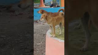 dog barking coller braking of dog dogs are braking dog sounds barking [upl. by Nesnej]