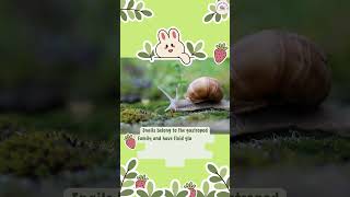 Snail  Snail facts  Animal for Kids  by Fun Learning Station 123 by Fun Learning Station 123 [upl. by Dohsar]