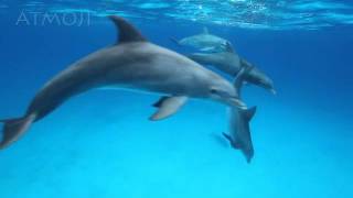 Bottlenose Dolphins [upl. by Musette]