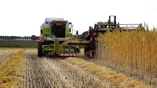 Hennepzaad oogsten met Claas Jaguar 850 amp Claas Mega 218 HempFlax [upl. by Wordoow]